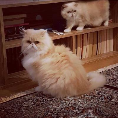 iran kedisi ücretsiz sahiplenme